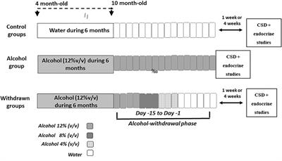 Preventive Effects of Baclofen but Not Diazepam on Hippocampal Memory and Glucocorticoid Alterations After Prolonged Alcohol Withdrawal in Mice